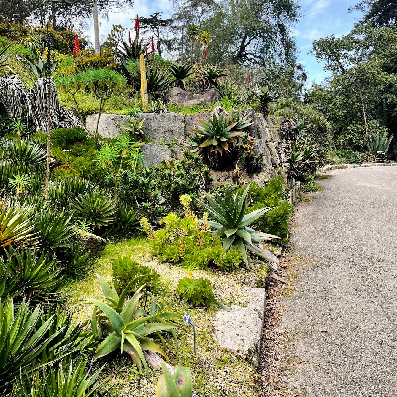 San Francisco Botanical Gardens Andrea Abroad