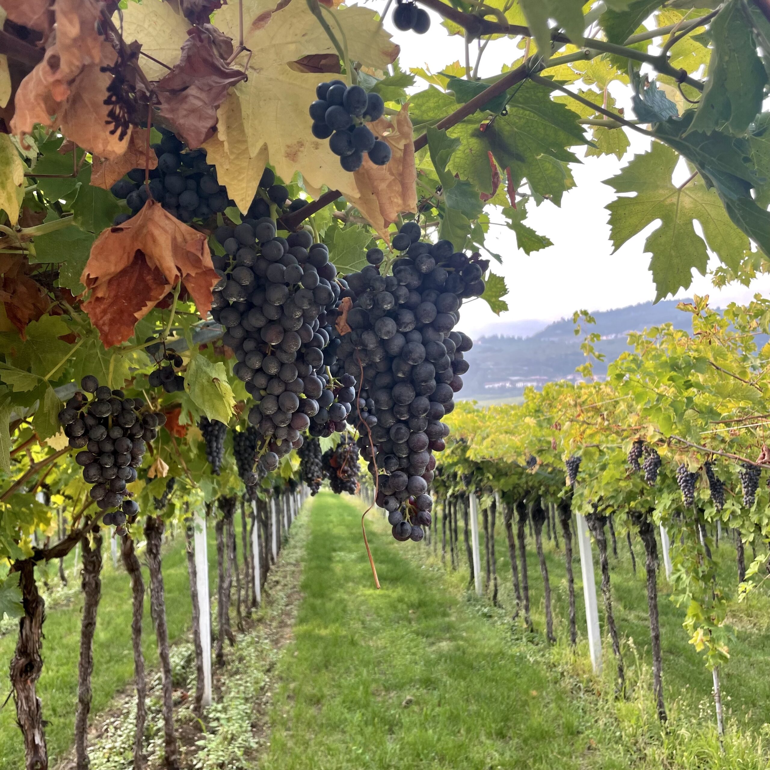 Verona Vineyard Italy Andrea Abroad