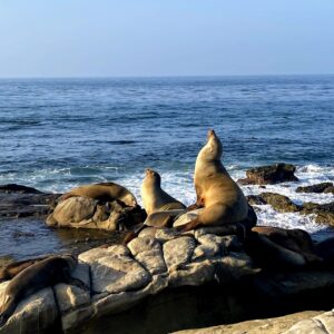 La Jolla Cove