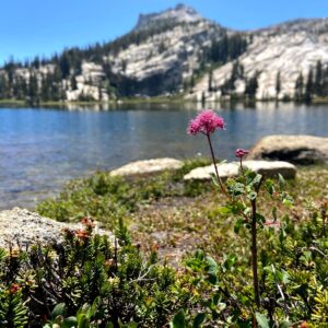 Cathedral Lakes