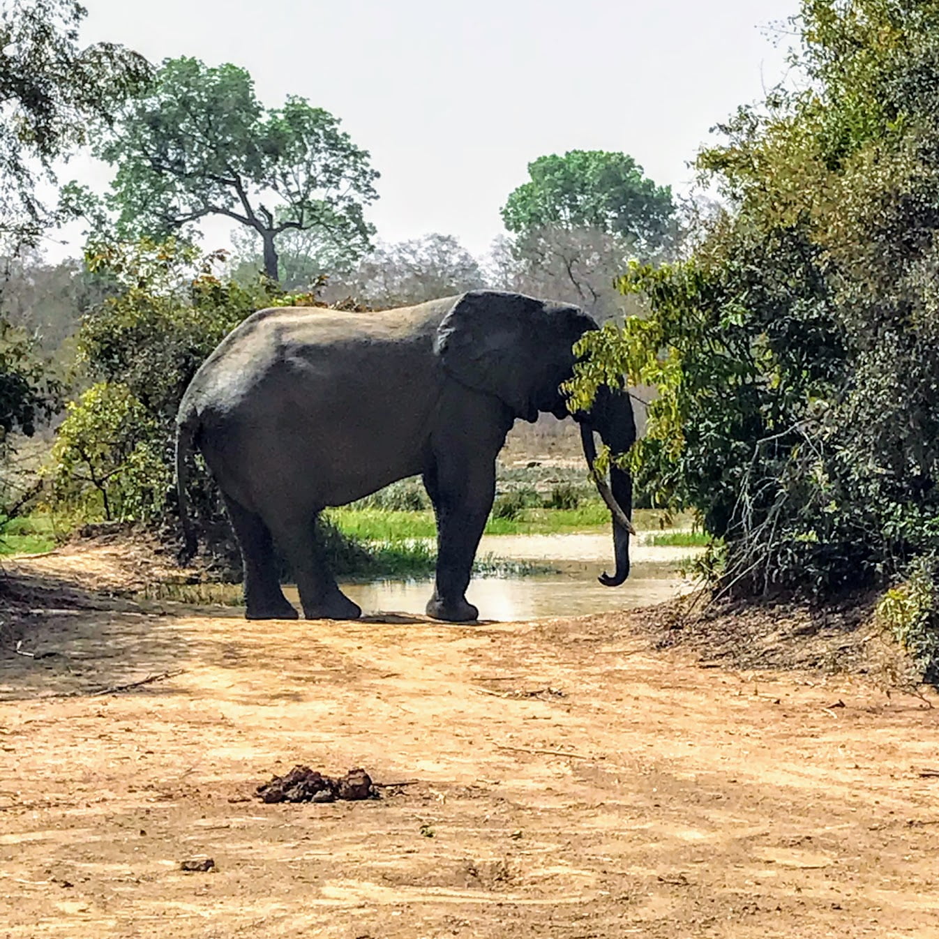 mole national park ghana