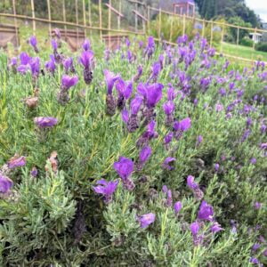 lavender farm