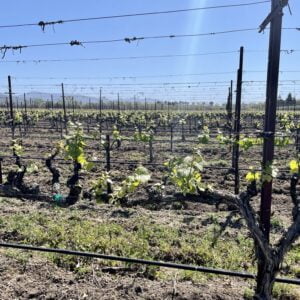 Napa Vineyard Vines