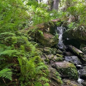 Trillium Falls