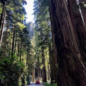 Avenue of the Giants