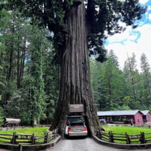 Shrine Tree Drive Through Avenue of the Giants