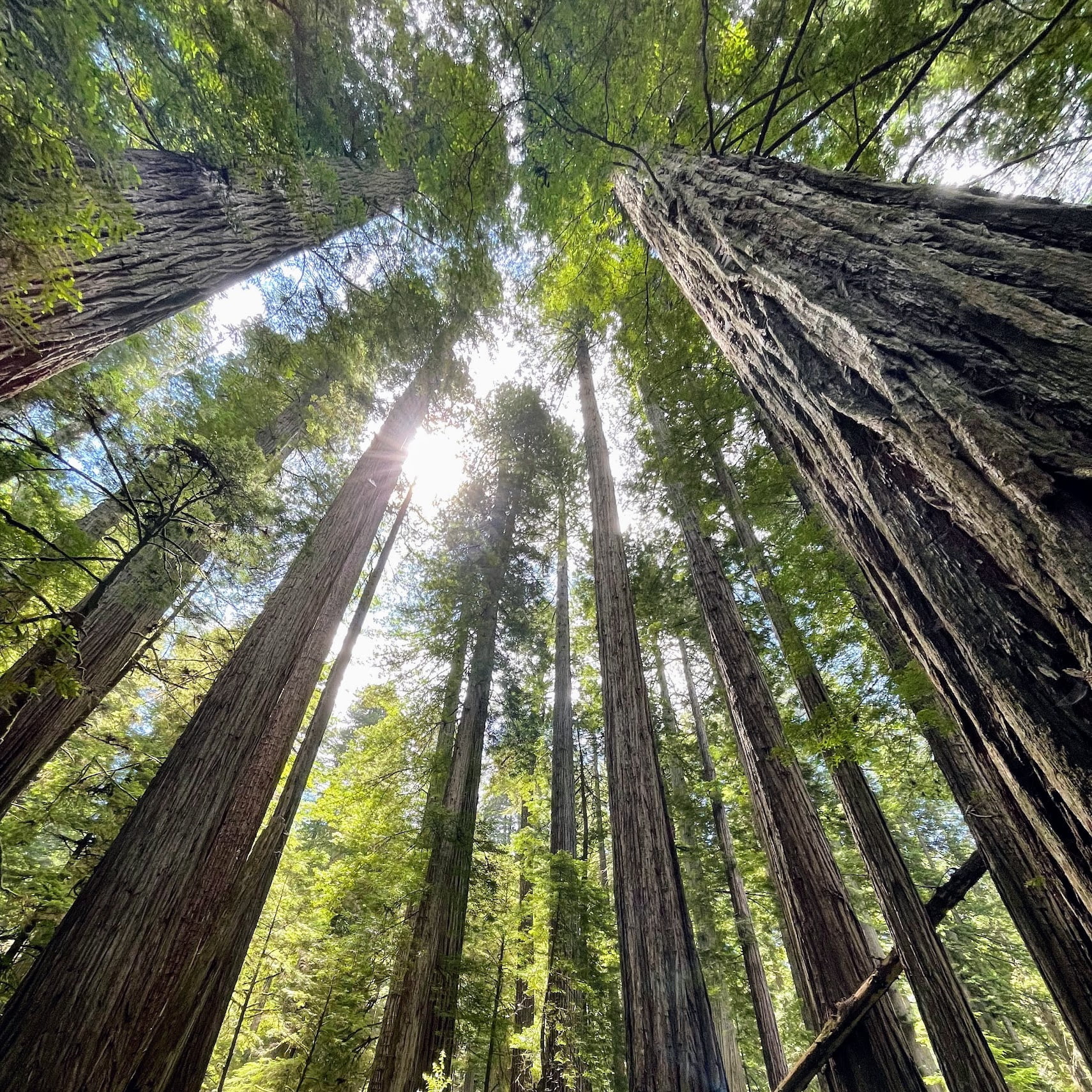 Redwoods