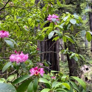 Fern Canyon Hike