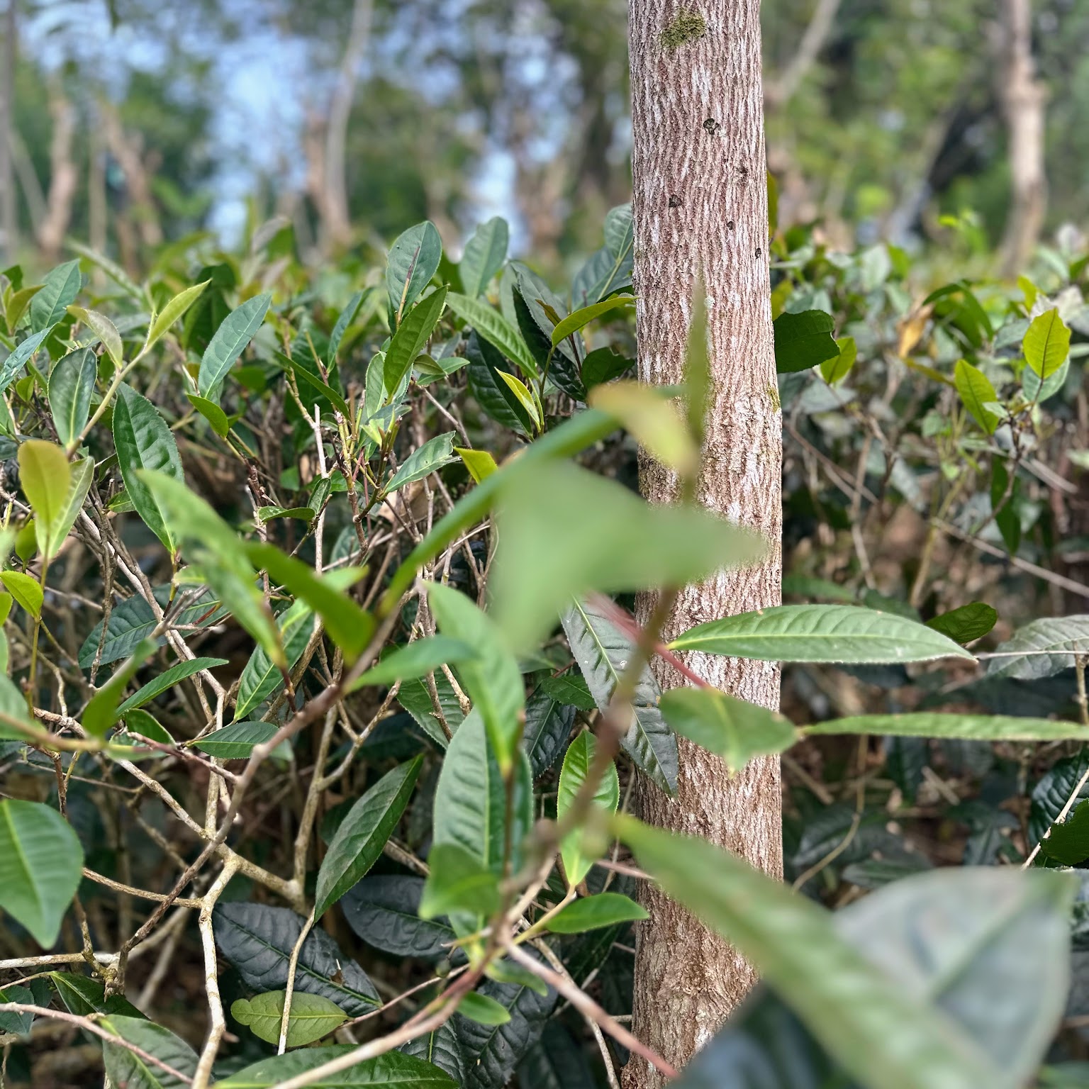 Tea Estate Sri Lanka