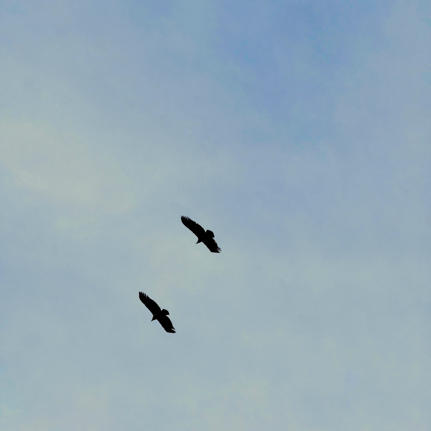Condors CA Pinnacles