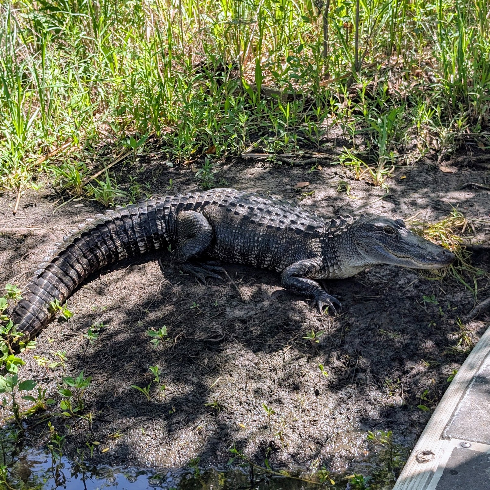 gator tour NOLA